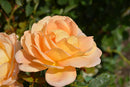 Lady of Shalott Rose