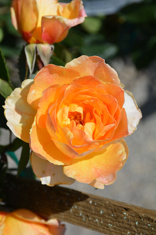 Garden Sun Climbing Rose