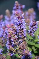 Salvia - Assorted Varieties