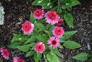 Coneflower (Echinacea) - Assorted Varieties