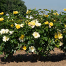Easy Beezy Knock Out Rose