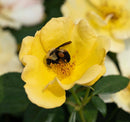 Easy Beezy Knock Out Rose
