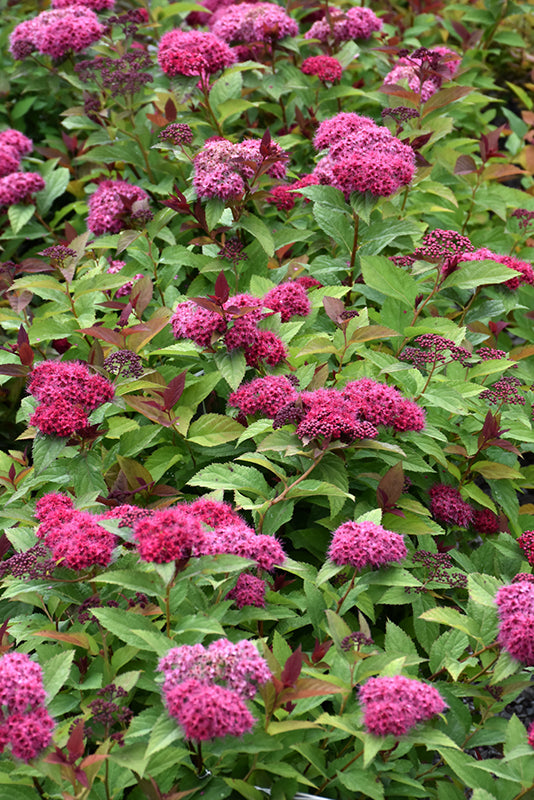 Double Play Doozie Spirea