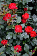 Petite Knock Out Rose