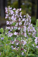 Catmint Nepeta - Assorted Varieties