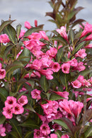 Wine and Roses Weigela