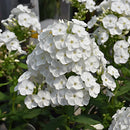 Garden Phlox - Assorted Varieties