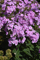 Garden Phlox - Assorted Varieties