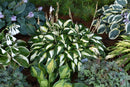Hosta - Assorted Varieties