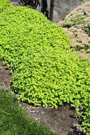 Catmint Nepeta - Assorted Varieties