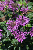 Bee Balm - Assorted Varieties