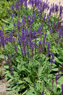 Salvia - Assorted Varieties