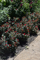 Petite Knock Out Rose