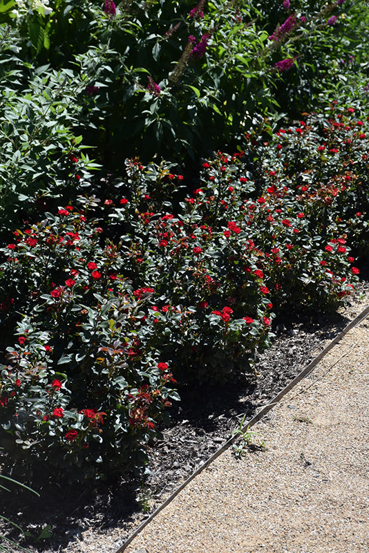 Petite Knock Out Rose