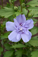Rose of Sharon Hibiscus Shrub