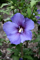 Rose of Sharon Hibiscus Shrub