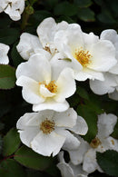 Double Knockout Rose