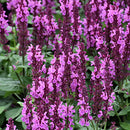 Salvia - Assorted Varieties