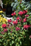 Bee Balm - Assorted Varieties
