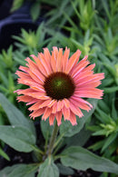 Coneflower (Echinacea) - Assorted Varieties
