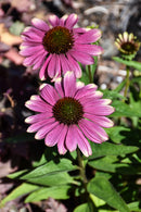Coneflower (Echinacea) - Assorted Varieties