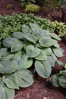 Hosta - Assorted Varieties