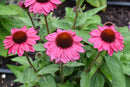 Coneflower (Echinacea) - Assorted Varieties