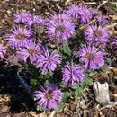 Bee Balm - Assorted Varieties