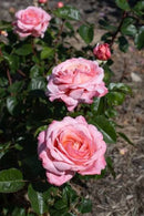 Martha Stewart Rose (ROSE MARTHA STEWART) - 3 gallon