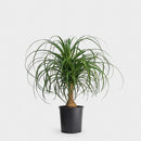 6" Ponytail Palm