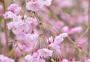 Weeping Cherry Plena Rosea