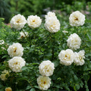Reminiscent Crema Rose
