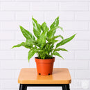 6" Domino Peace Lily