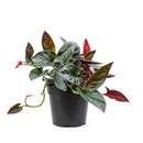 4" Syngonium Red Arrow