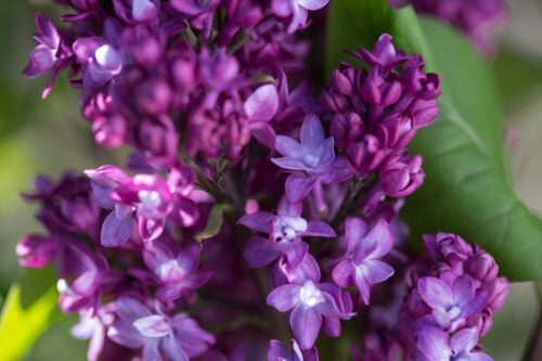 Virtual Violet Lilac Syringa