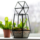 Carnivorous Plant Terrarium Workshop September 26, 2026 2 PM