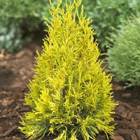 Golden Spire Arbovitae