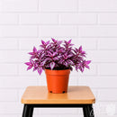5" Tradescantia Pink Paradise