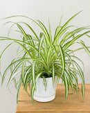 5" Hanging Spider Plant