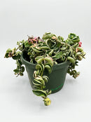 4" Variegated Rope Hoya