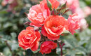 Coral Knock Out Rose