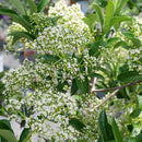 Yardline® Viburnum (VIBURNUM X YARDLINE) - QT