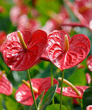Anthurium