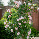 The Generous Gardener Rose