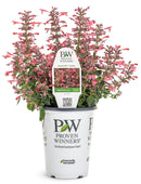 Maestro Hummingbird Mint - 4" Annual