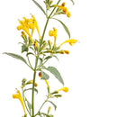 Maestro Hummingbird Mint - 4" Annual