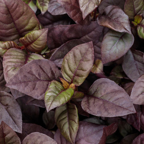 Plum Dandy - 4" Annual