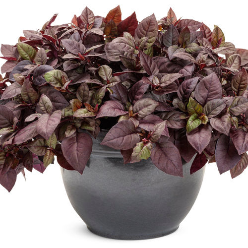 Plum Dandy - 4" Annual