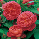 Benjamin Britten Rose