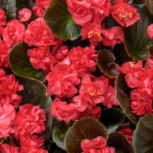 Proven Winners Double Up Reg Begonia